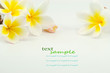 frangipani flower on white background