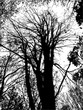 Vector tree