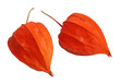 Physalis, isolated Physalis, isolated