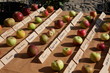 mele e frutti antichi