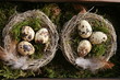 Wachteleier im Nest Wachteleier im Nest