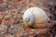 Pink Conch on pink granite Pink Conch on pink granite