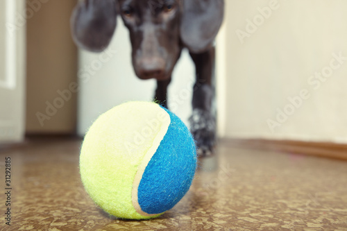 Photo: Dog and ball Dog and ball