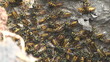 HD 1080 close up shot of wasps in the nest.