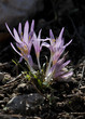 Spring flowers