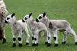 3 little newborn lambs in a raw 3 little newborn lambs in a raw