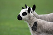 close up of a kerry hill lamb close up of a kerry hill lamb