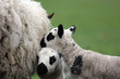 spring time with newborn lamb twin spring time with newborn lamb twin