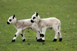 newborn lamb twin in spring time newborn lamb twin in spring time