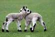 cute newborn kerry hill lamb twin cute newborn kerry hill lamb twin