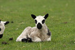 newborn lamp laying in the grass just after birth newborn lamp laying in the grass just after birth