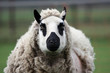 close up of a kerry hill ewe close up of a kerry hill ewe