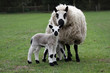 ewe with newborn lamb twin ewe with newborn lamb twin