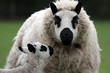 ewe with newborn lamb ewe with newborn lamb