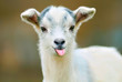Photo en ligne au meilleur prix funny goat puts out its tongue
