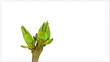 Timelapse growing lilac branch isolated on white