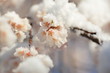 雪の枝垂桜　Drooping Cherry and Snow