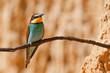European bee-eater