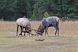 Bull Elks fighting