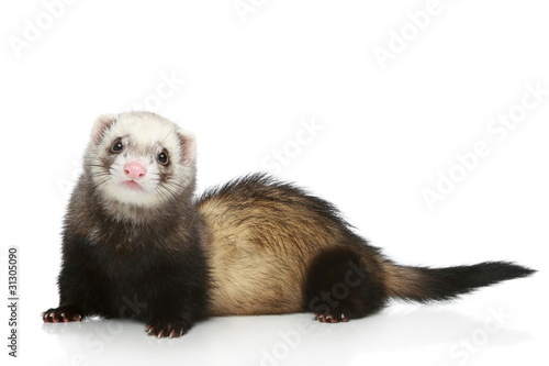Photo: Ferret on a white background Ferret on a white background