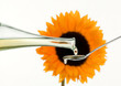 Speiseöl aus Sonnenblumenkernen
