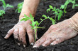 planting a tomatoes seedling