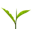 Tea leaf