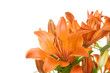 Flowers orange tiger lily