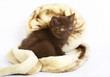 Brown kitten wrapped in fur. Brown kitten wrapped in fur.