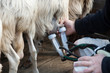 tireuse à lait