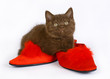 British kitten with red shoes. British kitten with red shoes.