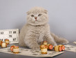 Lilac Scottish kitten playing in a bingo. Lilac Scottish kitten playing in a bingo.