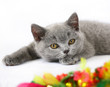 British blue kitten with colorful toy British blue kitten with colorful toy