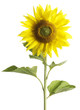 Sonnenblume