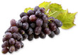 Foto: blaue Traube mit Blatt blaue Traube mit Blatt