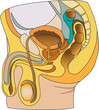 Male reproductive system