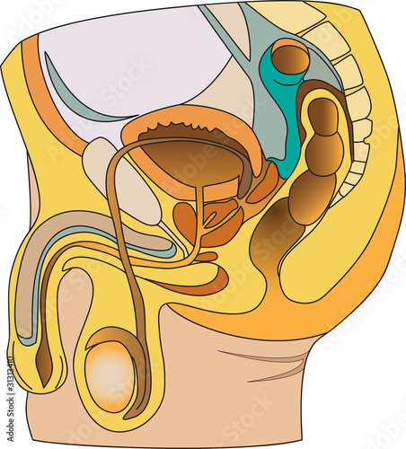 Vector: Male reproductive system Male reproductive system