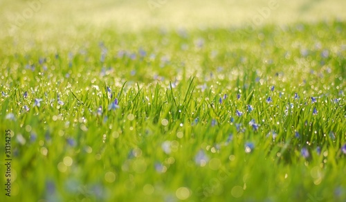 Foto: Morgentau auf Frühlingswiese Morgentau auf Frühlingswiese