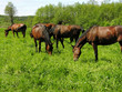 herd of young horses grazing on the meadow herd of young horses grazing on the meadow
