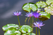 Lily Pond