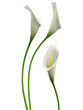 3D callas