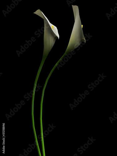 Illustration: 3D callas on the black backgraund 3D callas on the black backgraund