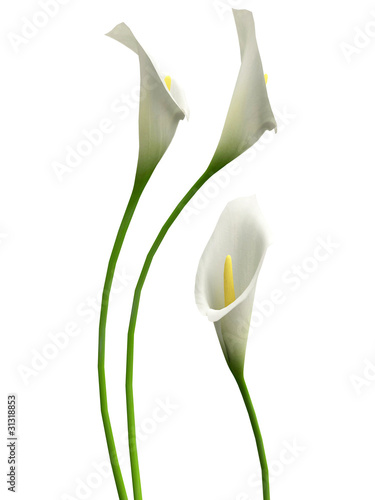 Illustration: 3D callas 3D callas