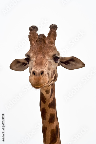 Foto: Giraffa Giraffa