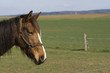 Cheval pensif dans la campagne