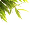 Bamboo