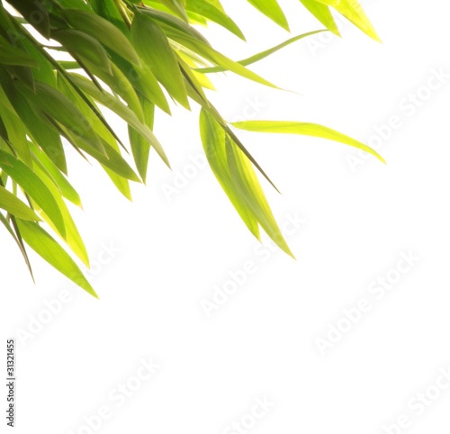 Photo: Bamboo Bamboo
