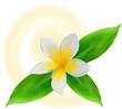 Weisse Plumeria Blüte mit grünen Blättern