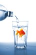 goldfish