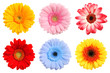 Bunte Blumen Sammlung im Frühling